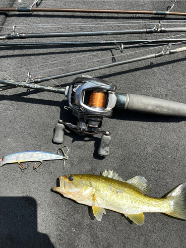 ラージマウスバスの釣果