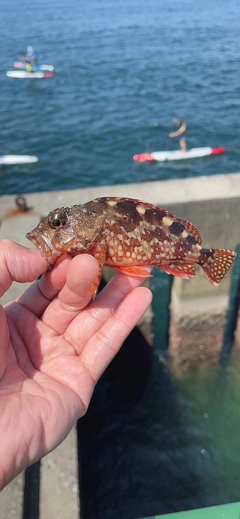 カサゴの釣果