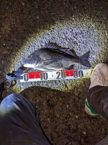 クロダイの釣果