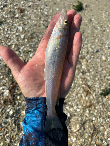 キスの釣果