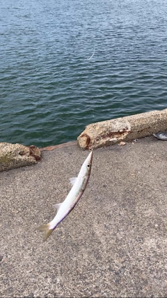 カマスの釣果