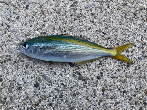 タカベの釣果