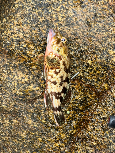 カサゴの釣果