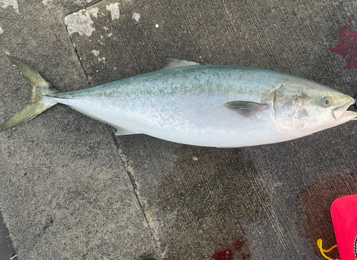 ブリの釣果