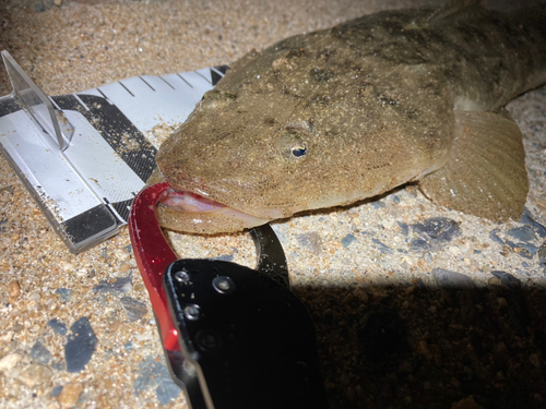 マゴチの釣果