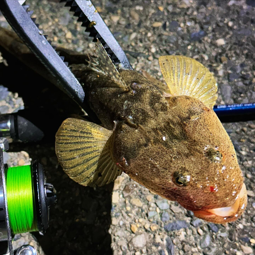 マゴチの釣果