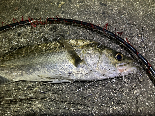 フッコ（マルスズキ）の釣果