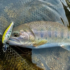 ヤマメの釣果