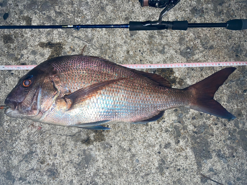 マダイの釣果