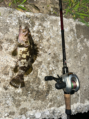 タケノコメバルの釣果