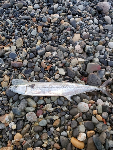 サゴシの釣果