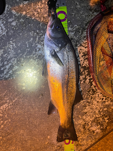 シーバスの釣果