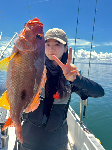 クロホシフエダイの釣果