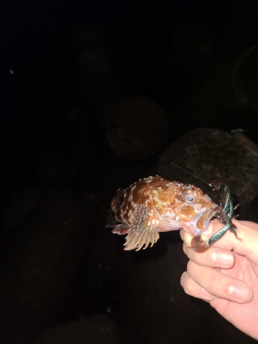 アラカブの釣果