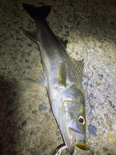 セイゴ（マルスズキ）の釣果