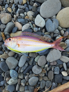 ソコイトヨリの釣果