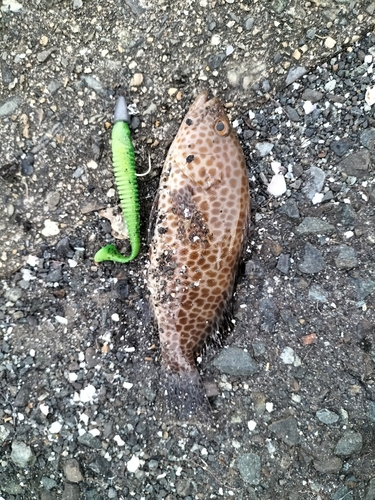 オオモンハタの釣果