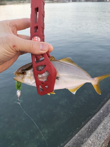 メッキの釣果