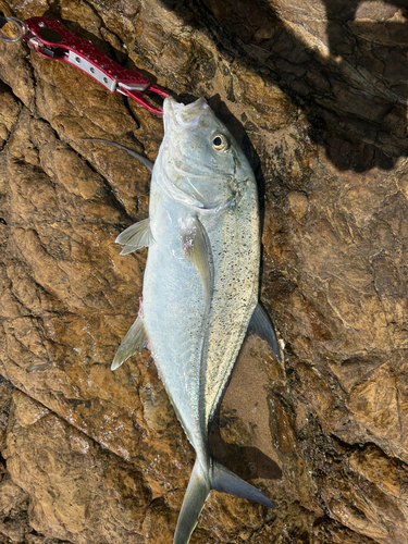 オニヒラアジの釣果