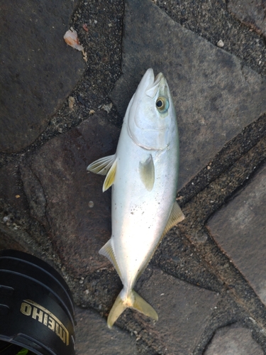 ワカシの釣果