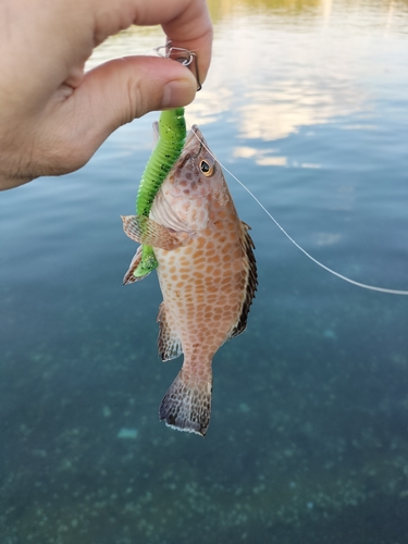 オオモンハタの釣果