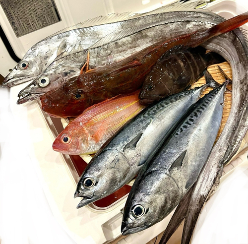 タチウオの釣果