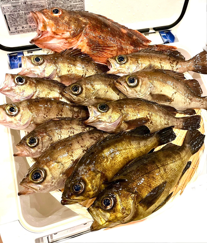 クロメバルの釣果