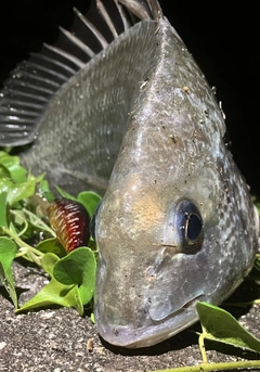 キビレの釣果