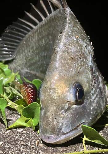 キビレの釣果