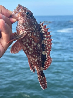 イソカサゴの釣果