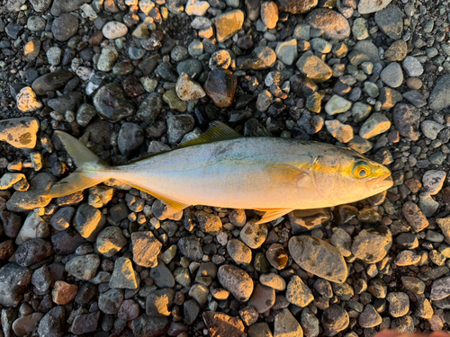 ワカシの釣果