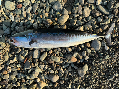 マルソウダの釣果