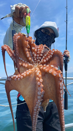 タコの釣果