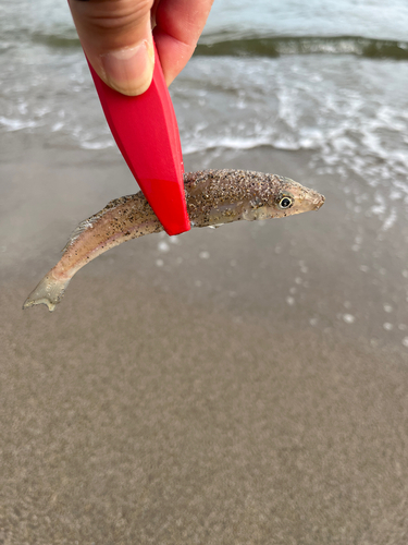 キスの釣果