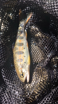 アマゴの釣果