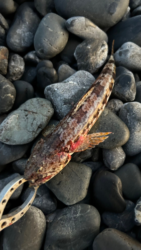 エソの釣果