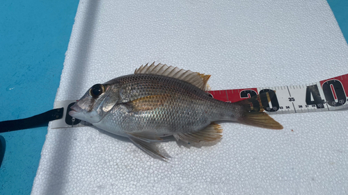 メイチダイの釣果