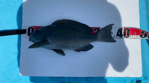 クチブトグレの釣果