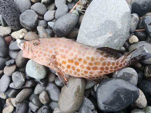 オオモンハタの釣果