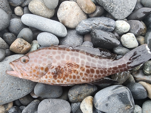 オオモンハタの釣果