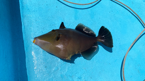 メガネハギの釣果