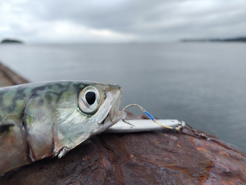 サバの釣果