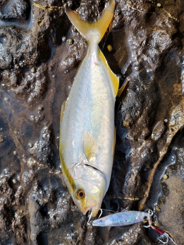 ショゴの釣果