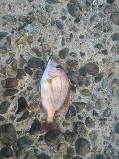 アラカブの釣果