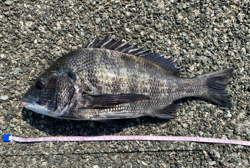 クロダイの釣果