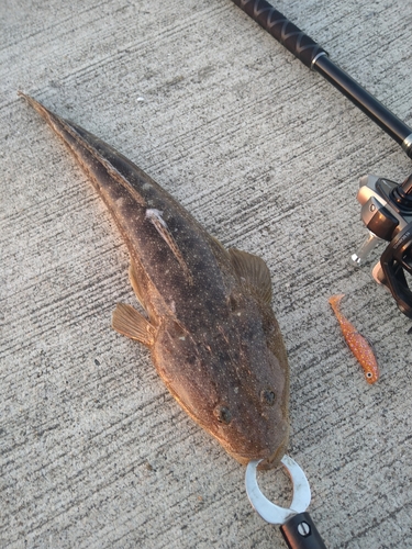 マゴチの釣果