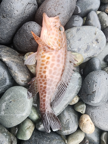 オオモンハタの釣果