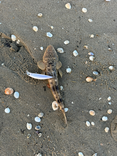 マゴチの釣果