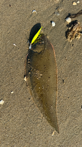 シタビラメの釣果