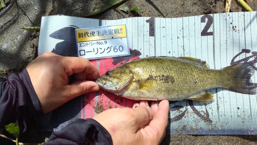 スモールマウスバスの釣果